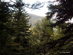 Vue fugace en direction des forêts des Gouttes du Ballon sur un versant opposé